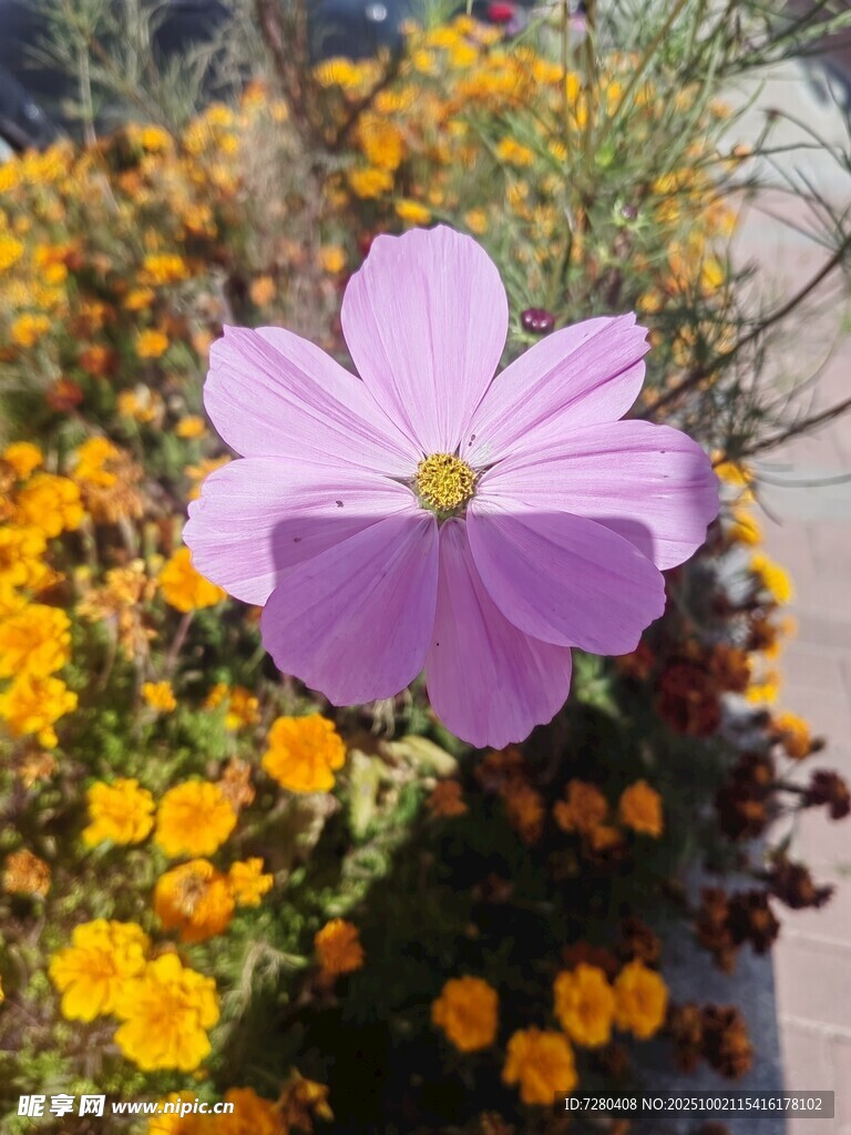 紫色格桑花与黄色小花