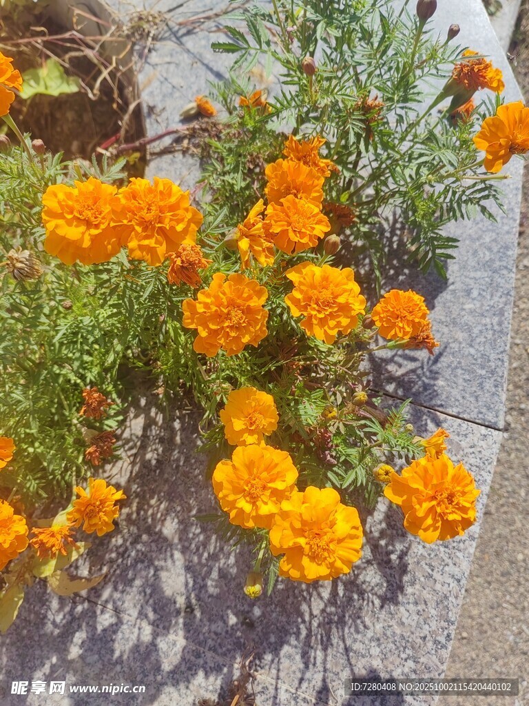 绽放的橙色万寿菊花朵
