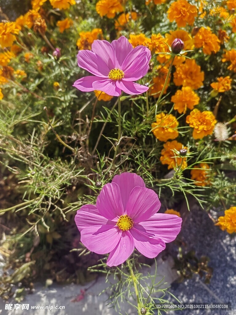 娇艳波斯菊与橙色小花