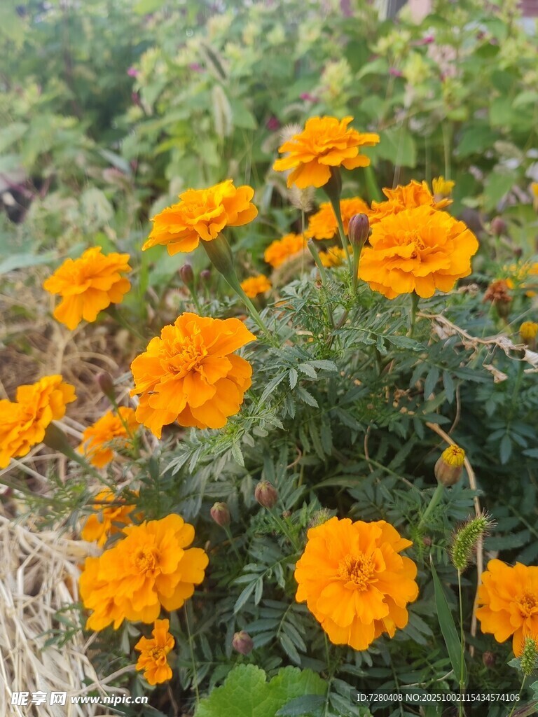 鲜艳万寿菊绽放于绿野