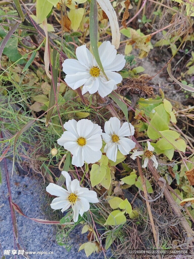 路边绽放的白色小花