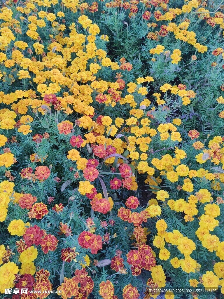 多彩花卉绽放的美丽景致