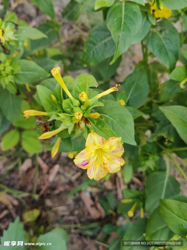 绽放的紫茉莉花朵