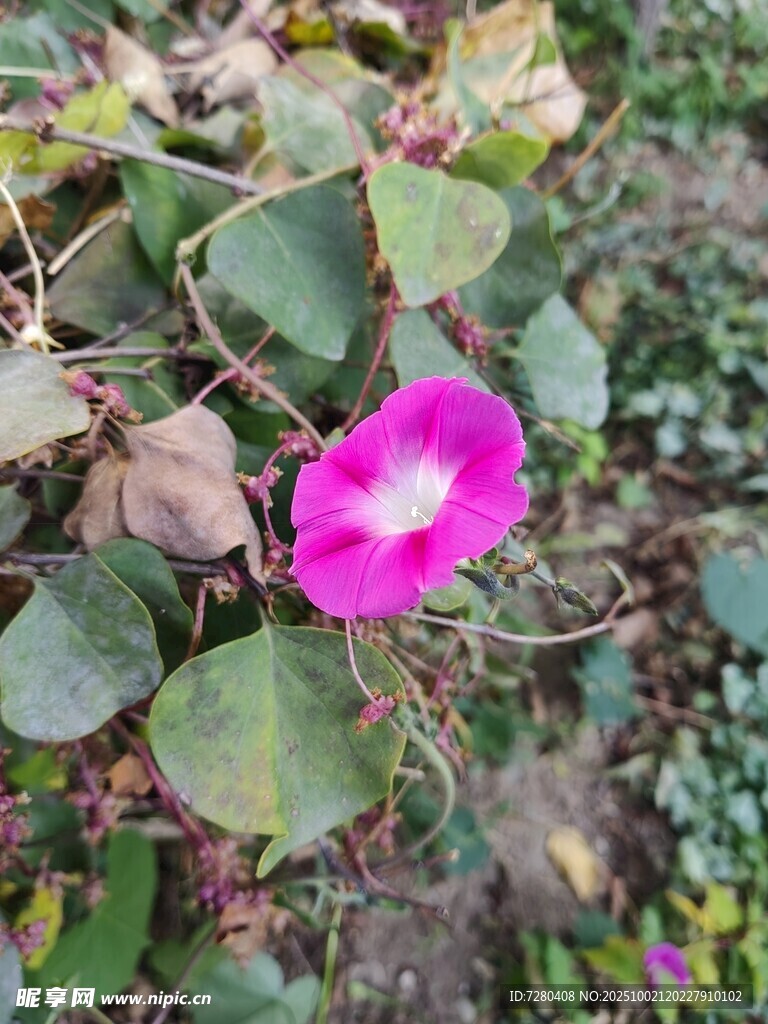 娇艳绽放的粉色牵牛花