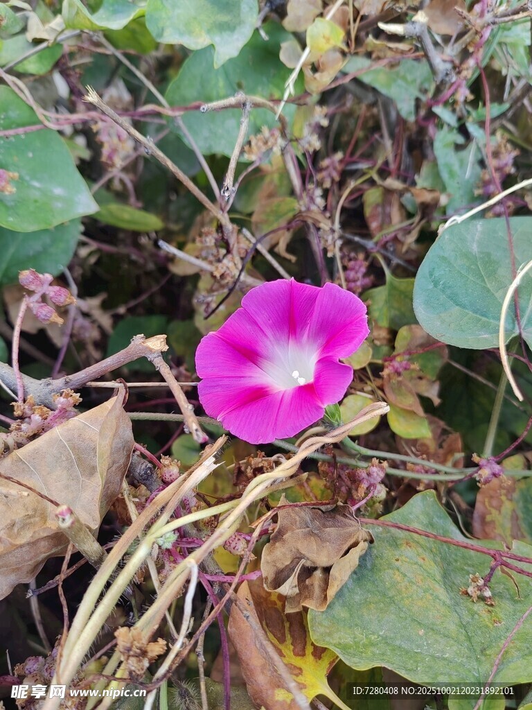 独朵绽放的粉色牵牛花