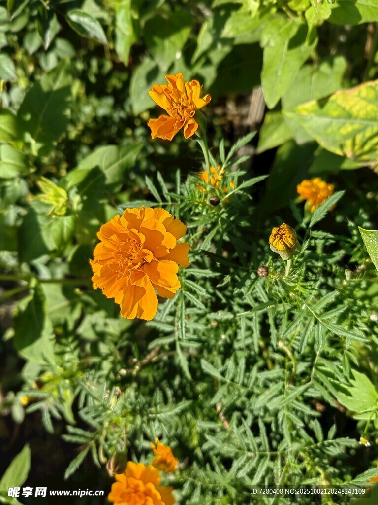 阳光下的艳丽万寿菊