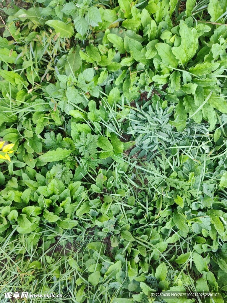 春日草地绿植与小花