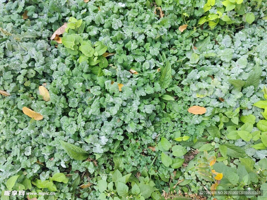 绿叶繁茂的植物景观