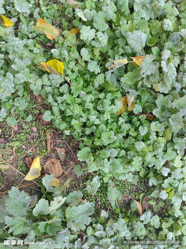 地面绿植景象