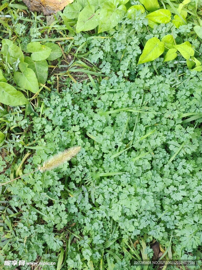 翠绿繁茂的植物景观