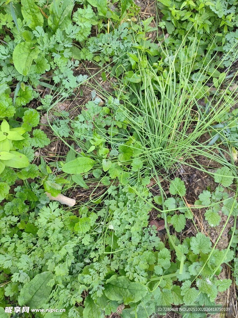 地面上的繁茂绿色植物