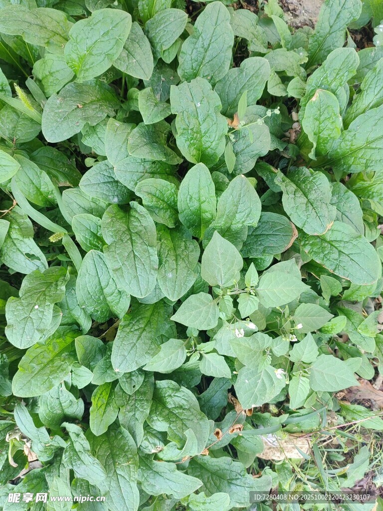 鲜嫩绿叶蔬菜特写