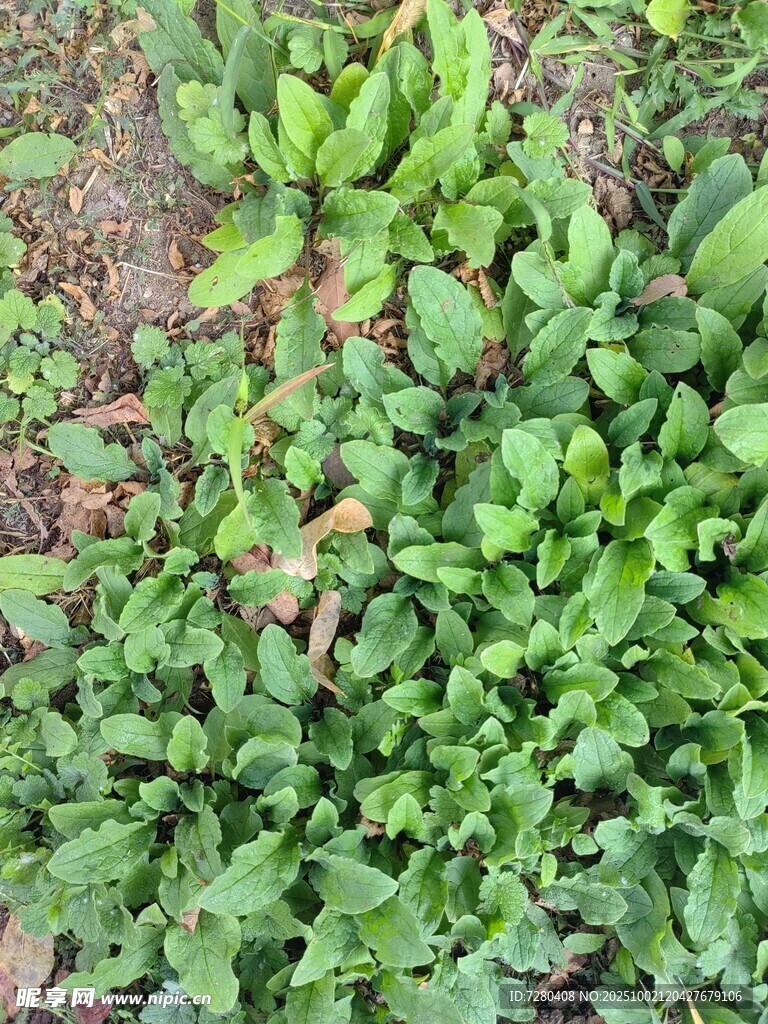 地面上的茂盛绿色植物