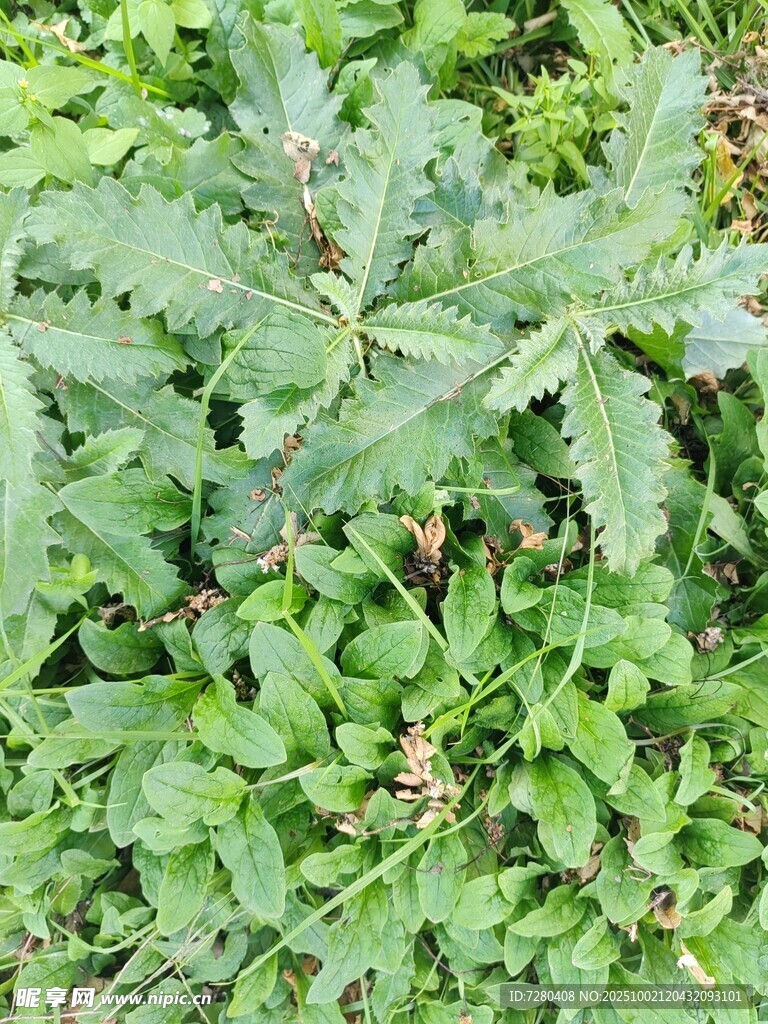 茂盛绿植特写