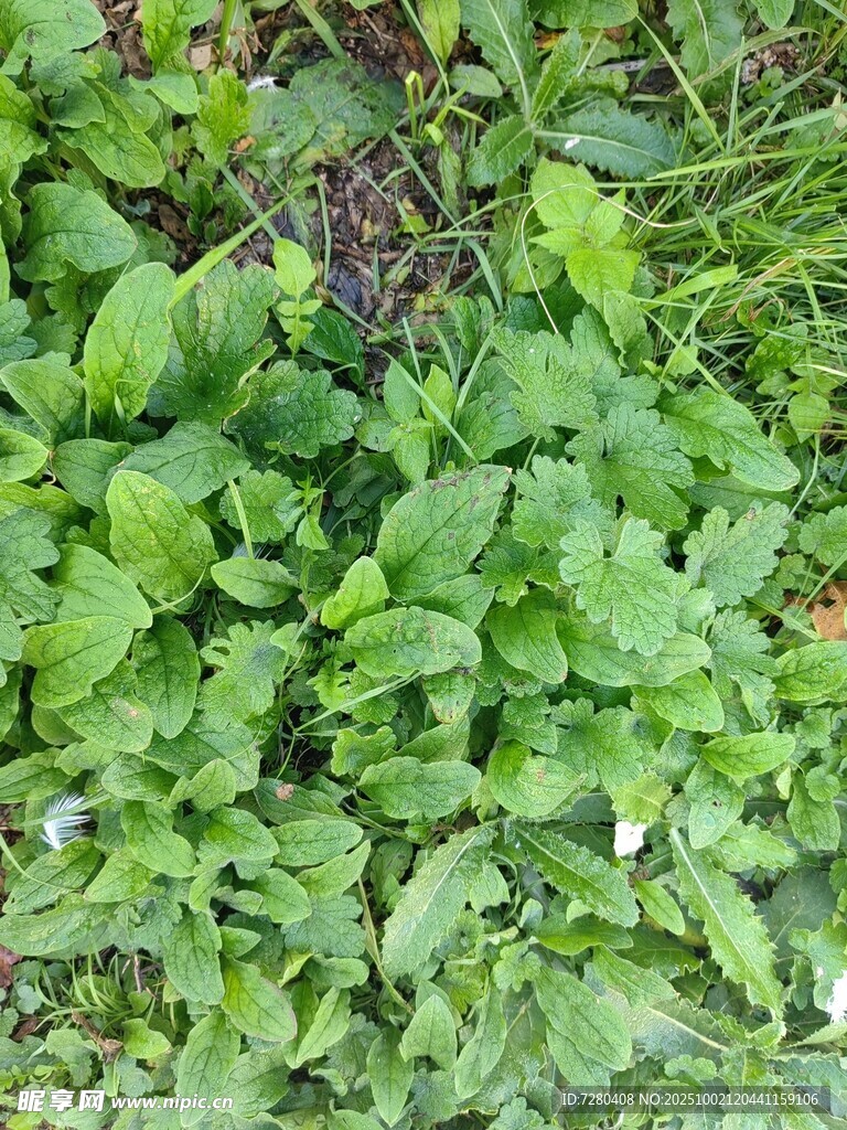 嫩绿繁茂的地面绿植