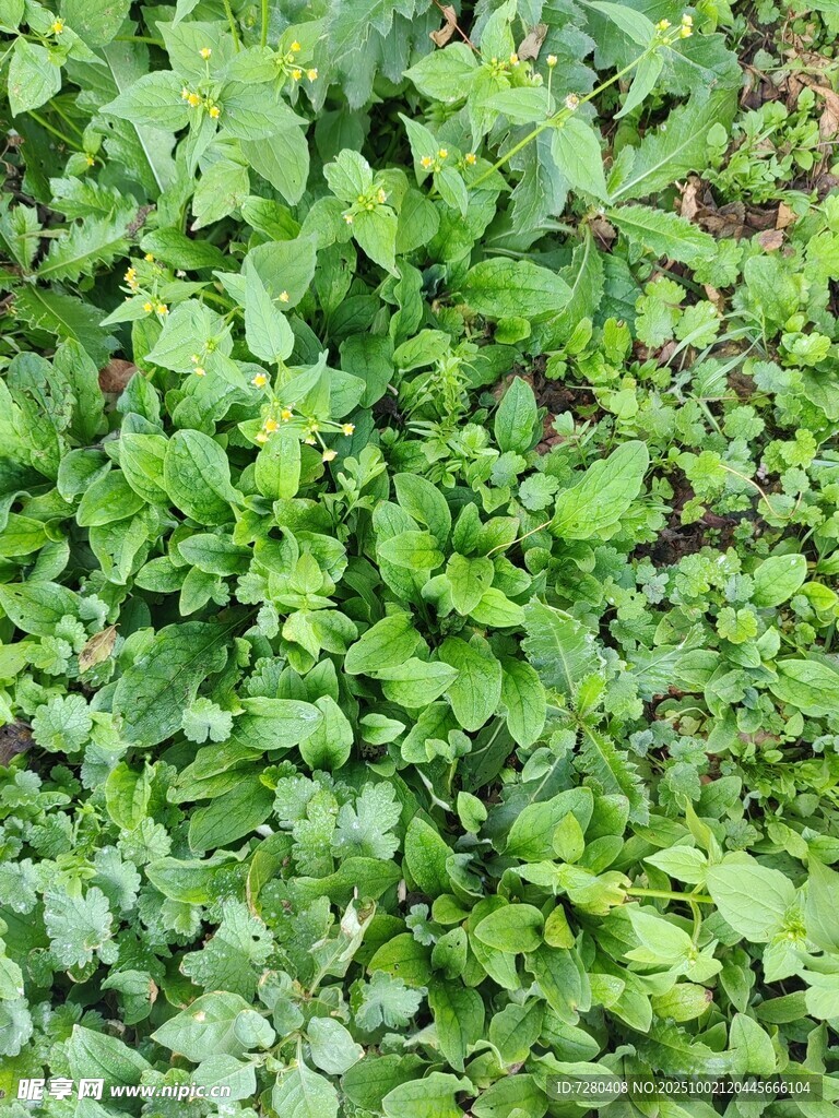 翠绿繁茂的地面绿植