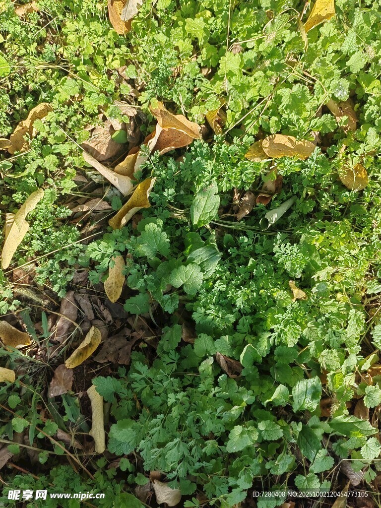 地面上的绿色植物与枯叶