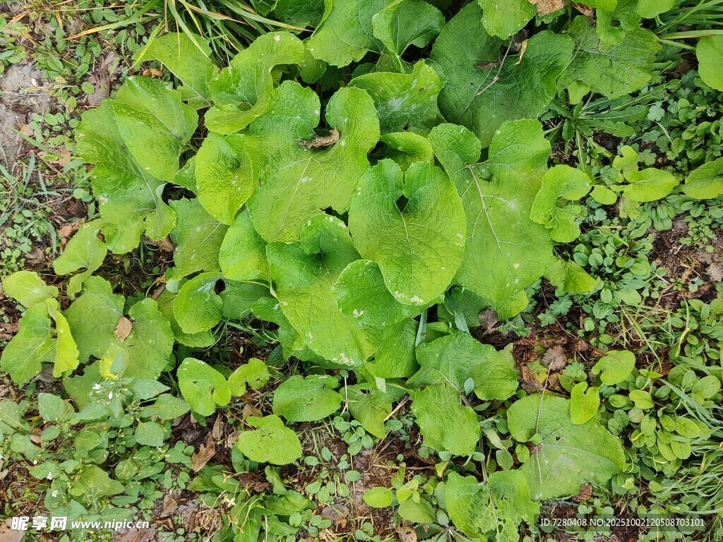 翠绿生机勃勃的伏地植物