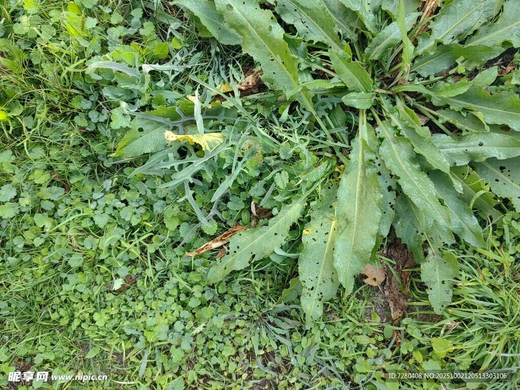 绿叶繁茂的植物景观