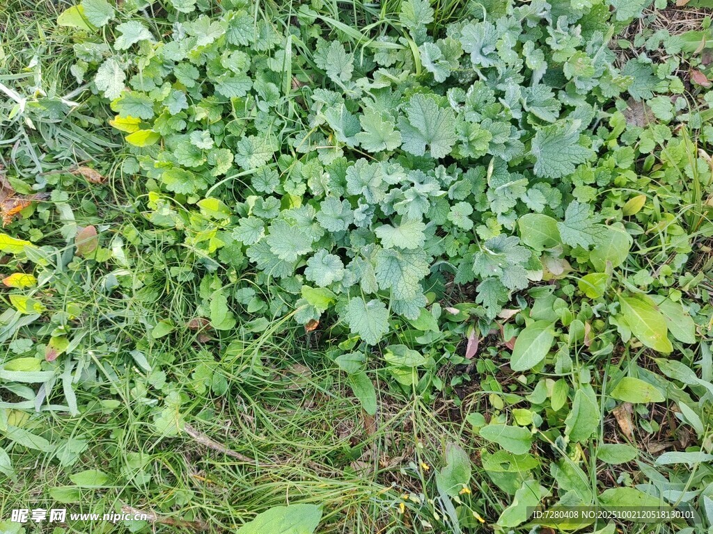繁茂绿植景观