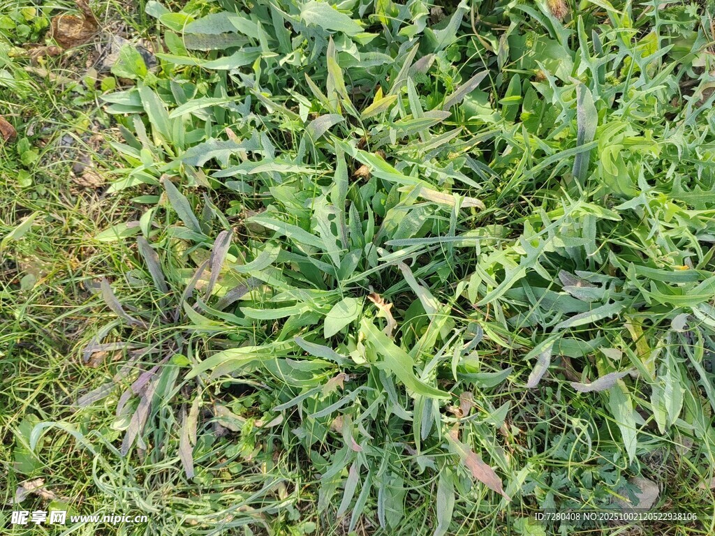 茂密绿色植物景观