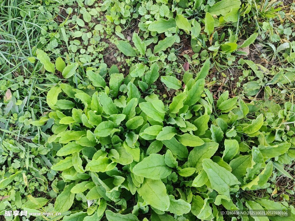 嫩绿繁茂的地面植物景观