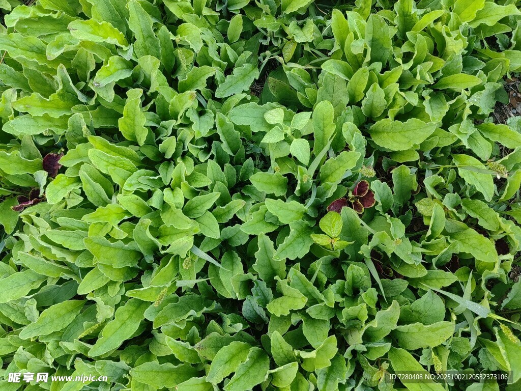 翠绿繁茂的植物景观