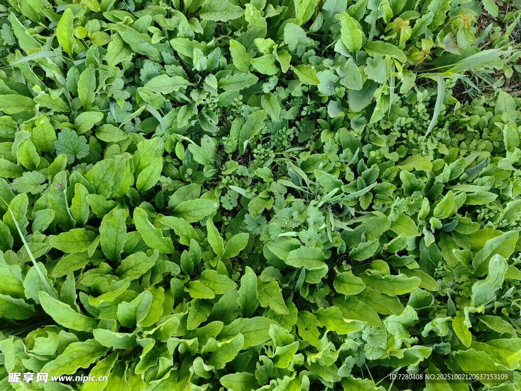 翠绿繁茂三叶草景观
