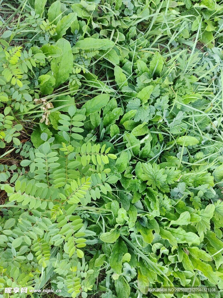 翠绿繁茂的植物景观