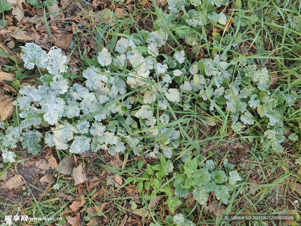 地面生长的蓝绿色植物