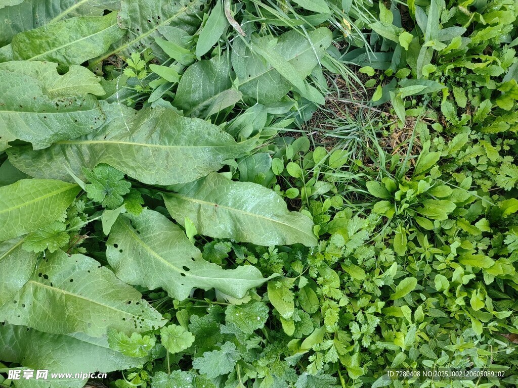 多样绿色植物特写