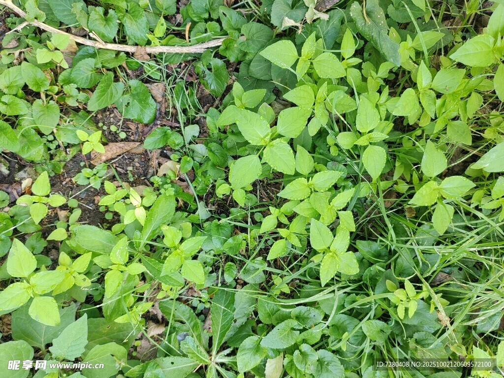 翠绿繁茂的地面绿植景观