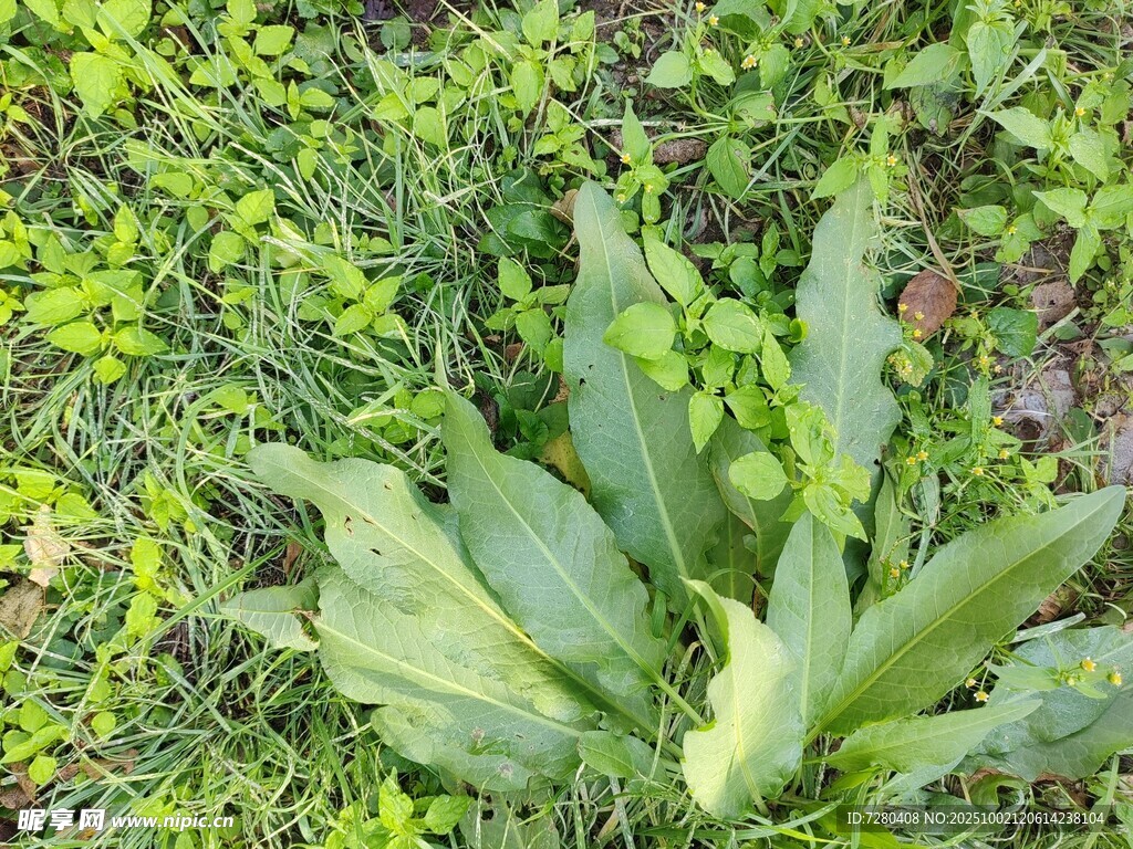 绿叶植物特写