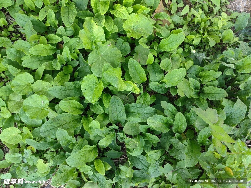 翠绿繁茂的绿叶植物