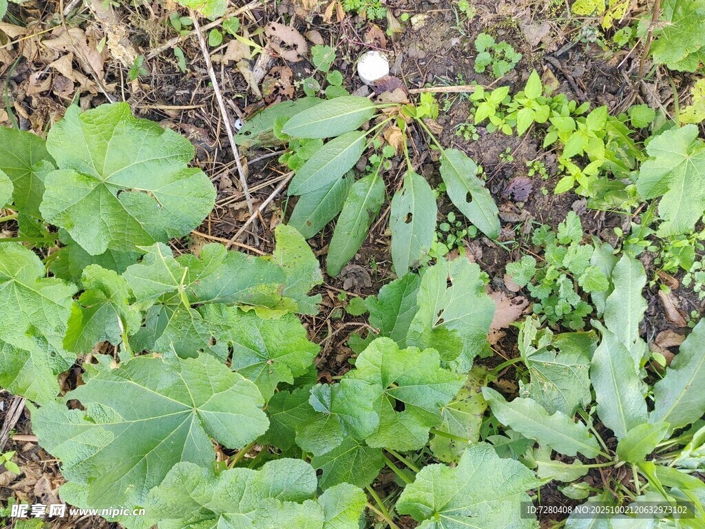 绿叶丛中的白色小花
