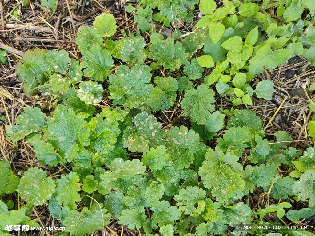 嫩绿植物生机盎然