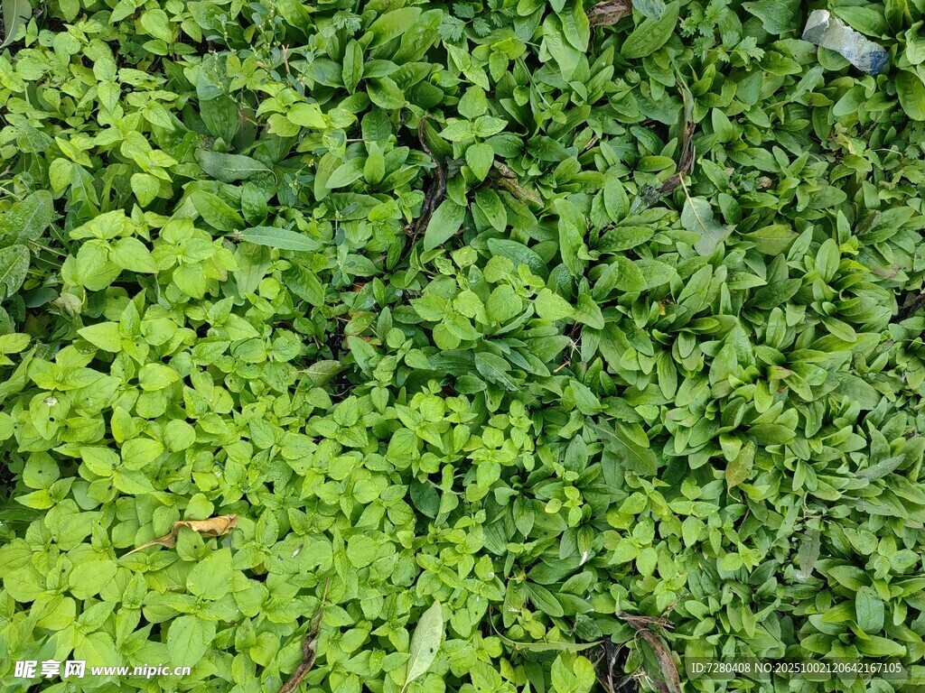 翠绿繁茂的植物墙景观