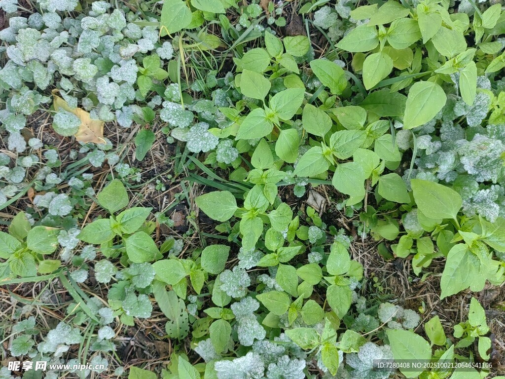 绿叶繁茂的植物景观