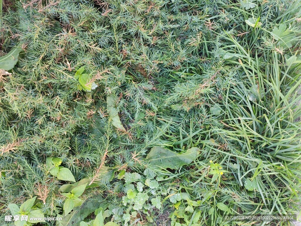 繁茂绿植景观