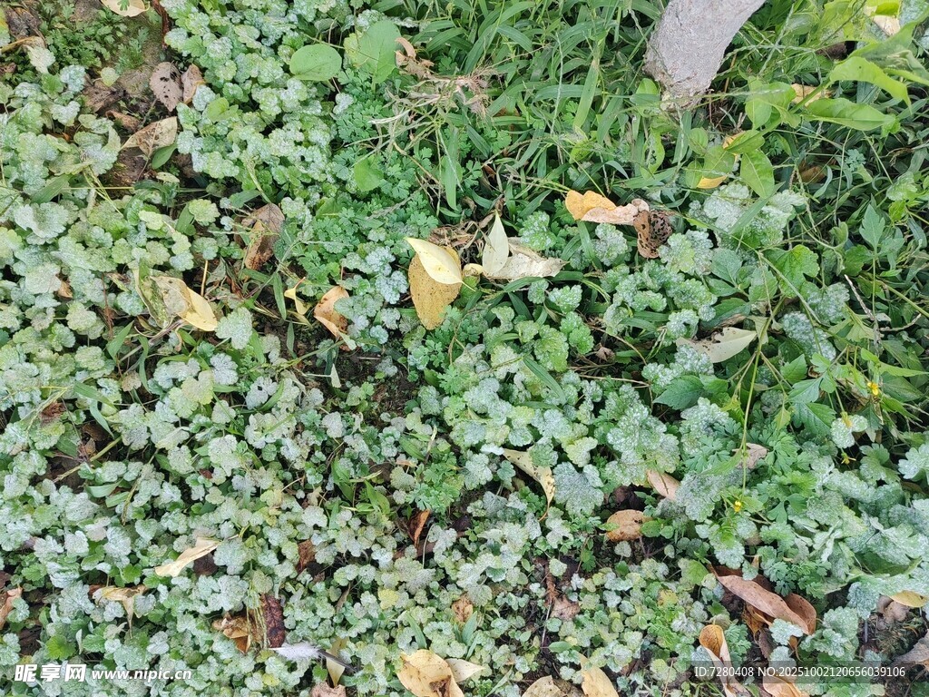 地面上的繁茂绿色植物