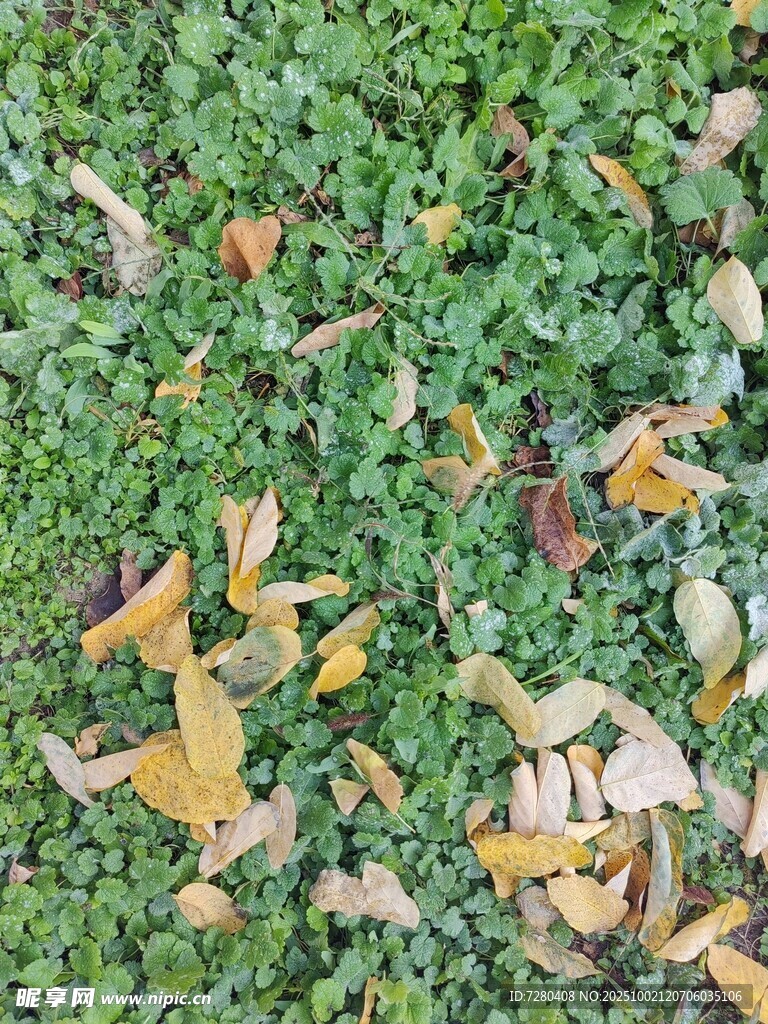 绿草间散落的斑斓秋叶