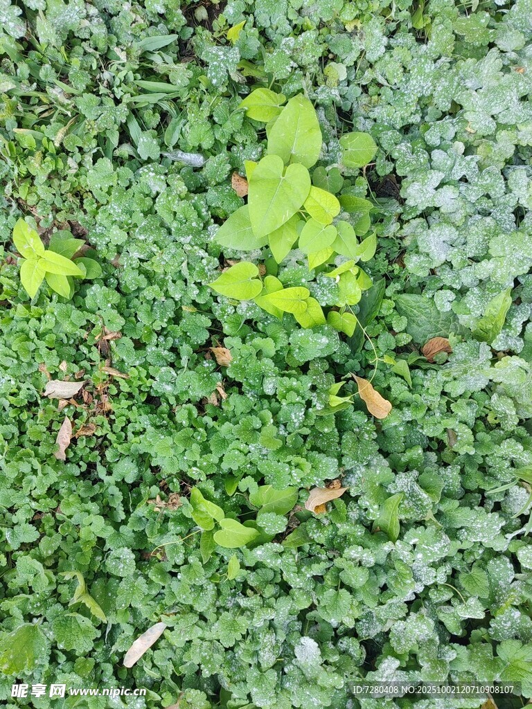 翠绿植物丛中的生机景象