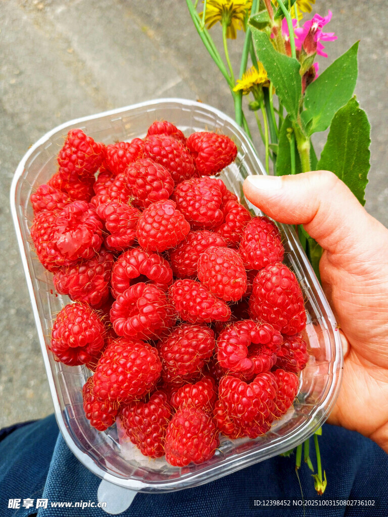 手捧新鲜树莓