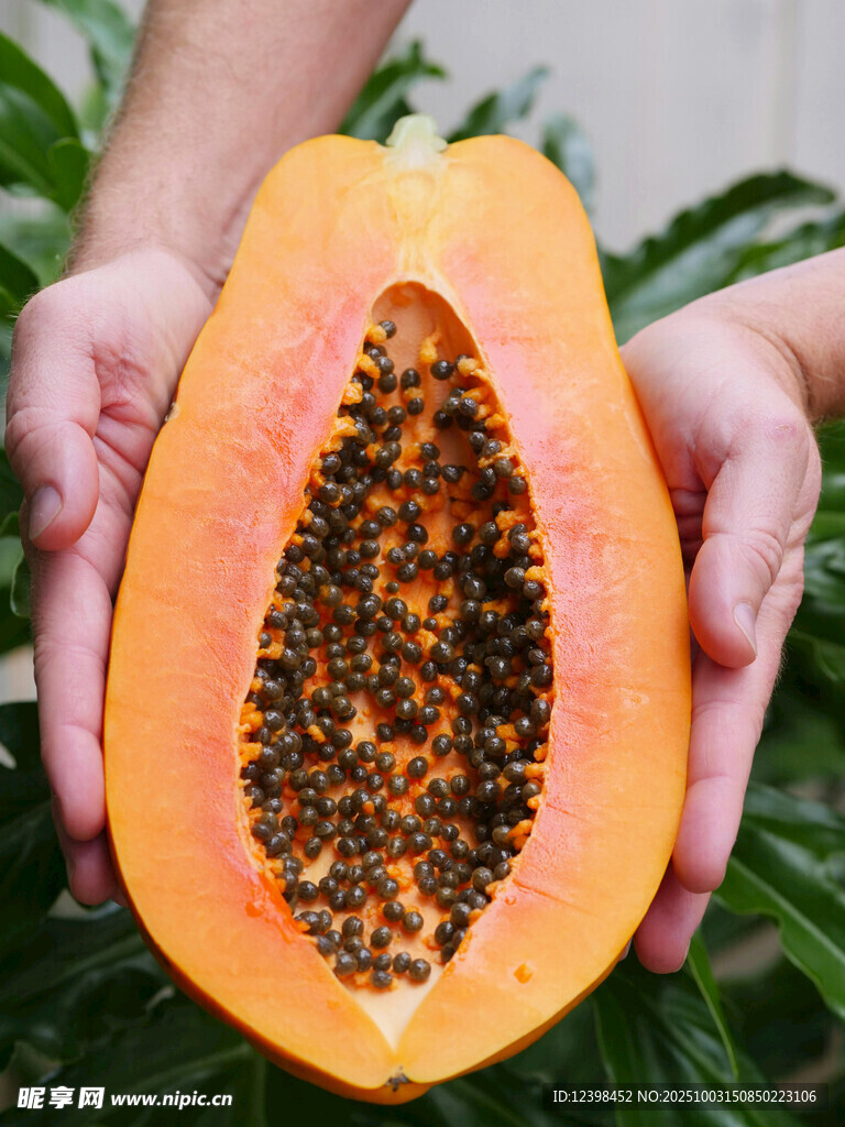 手持切开的新鲜木瓜