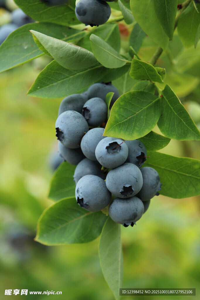 枝头饱满的新鲜蓝莓