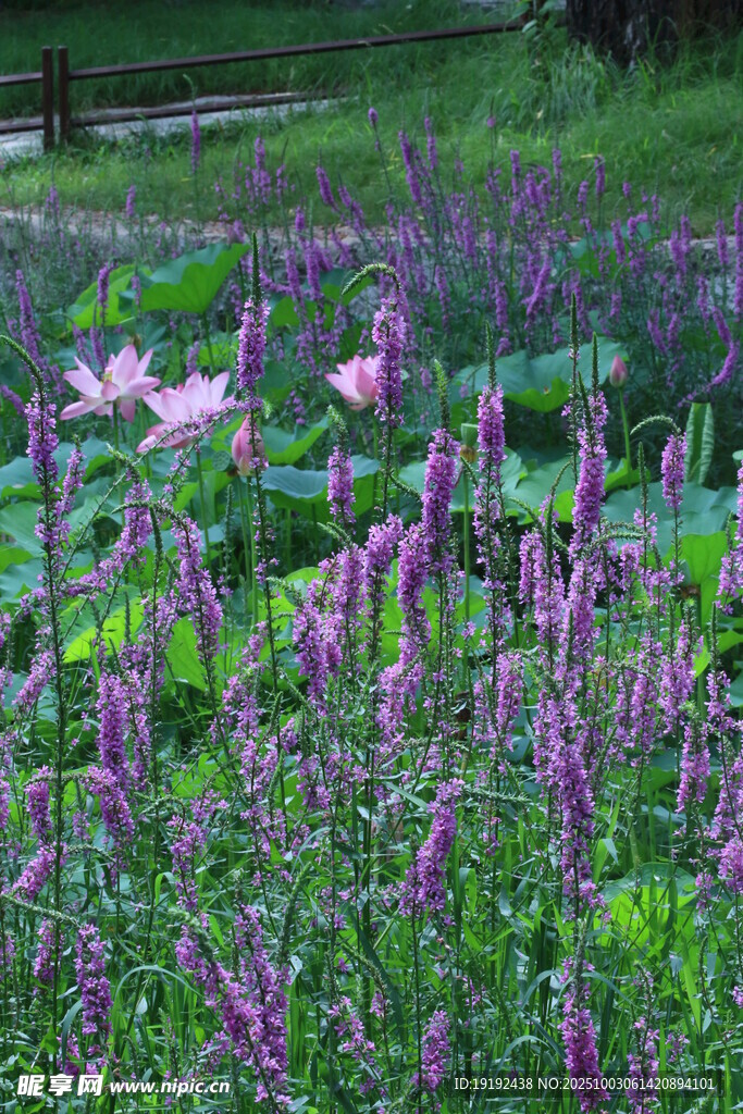 千屈菜 