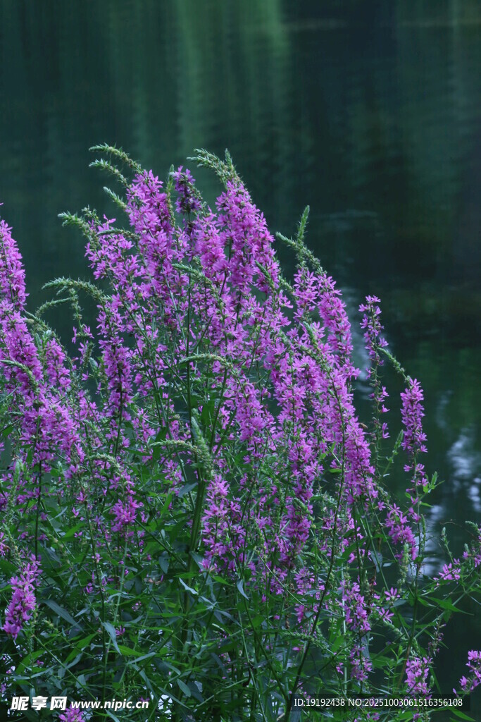 千屈菜  
