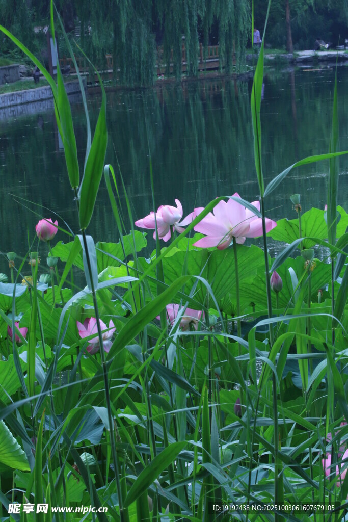 荷花荷叶  