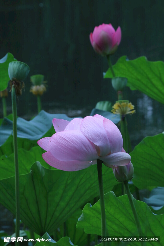 荷花荷叶 