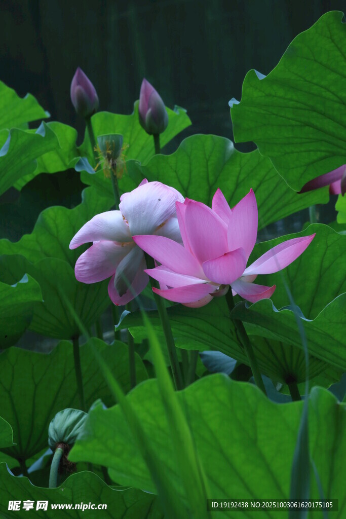 荷花荷叶 